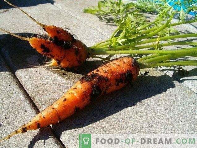 Корисни својства на моркови