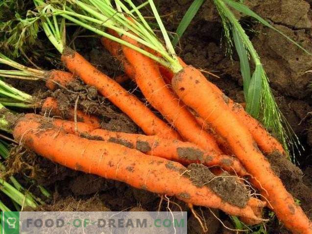 Корисни својства на моркови