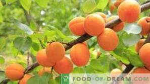 Aprikoser: hälsofördelar och skada