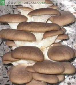 Печурки од остриги: корист и штета